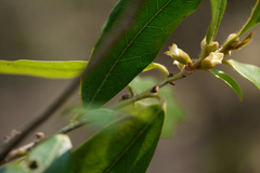 Diospyros angustifolia